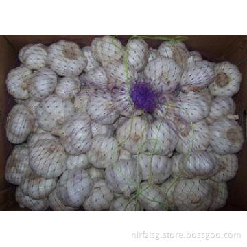 5.5cm Chinese Pure White Garlic With 200g / 250g / 500g / 1